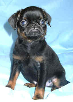 Brussels Griffon (Smooth)