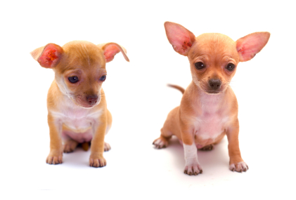 Chihuahua (Smooth)