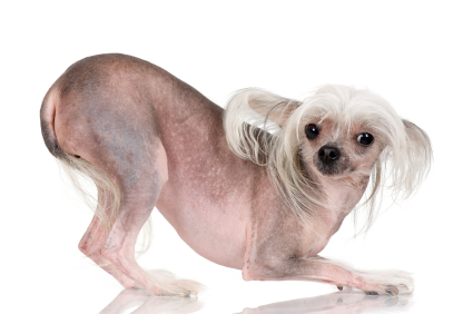 Chinese Crested (Hairless)