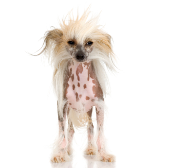 Chinese Crested (Hairless)