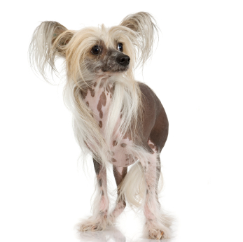 Chinese Crested (Hairless)