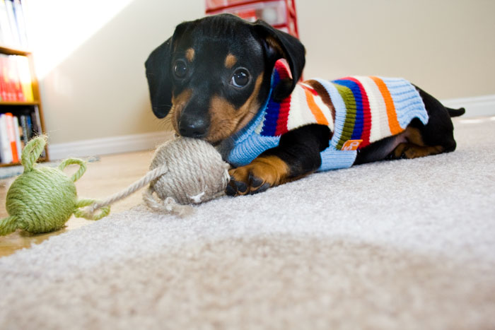 Pulga Egbert -Utah, the Dachshund