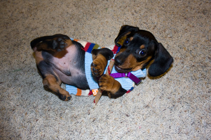Pulga Egbert - Utah, the Dachshund
