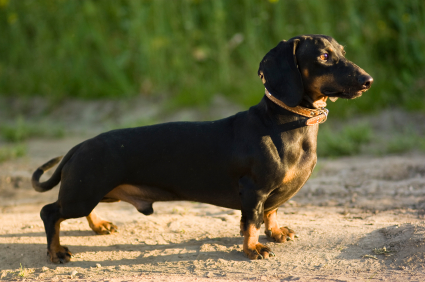 Dachshund (Smooth)