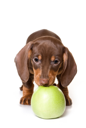 Dachshund (Smooth)