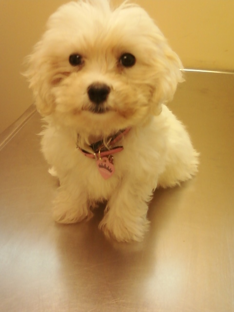 Kookie, the Maltese