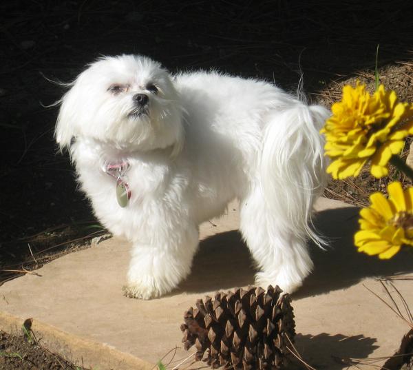 lola, the Maltese