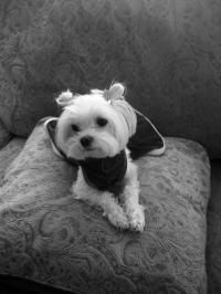 Nella Mae, the Maltese