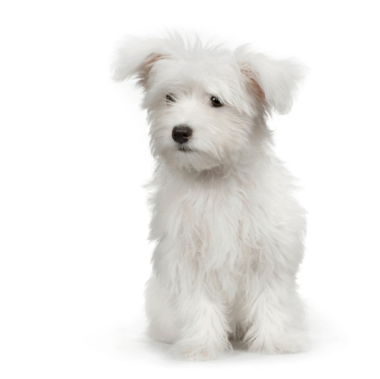 Maltese