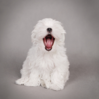 Maltese