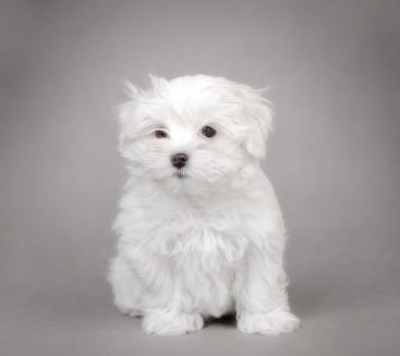 Maltese