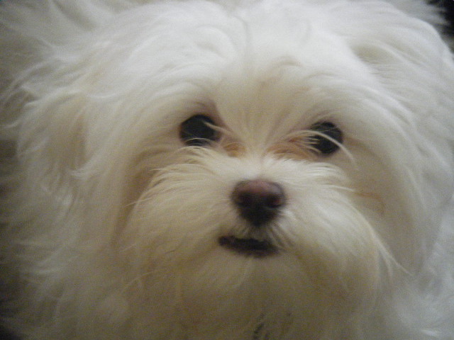 Archie Bear