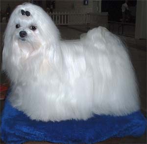 Maltese