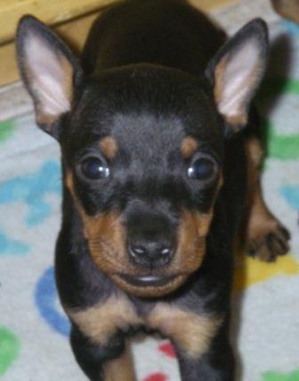Samson