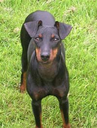 Manchester Terrier (Toy)