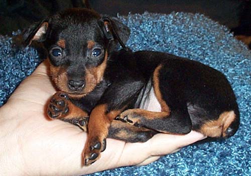 Miniature Pinscher puppy in hand