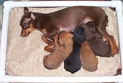 Min Pins feeding