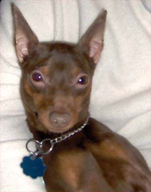 Miniature Pinscher