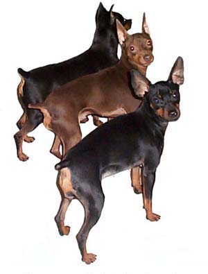 3 Miniature Pinschers