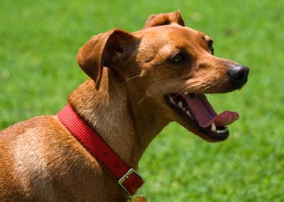 Miniature Pinscher