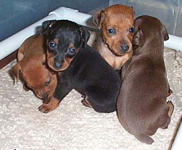 Miniature Pinscher litter