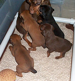 Miniature Pinscher litter