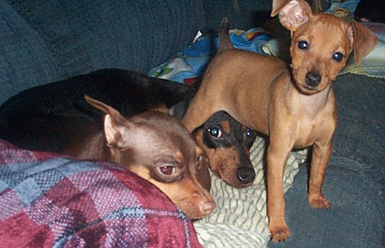 Kandi, Miniature Pinscher puppy