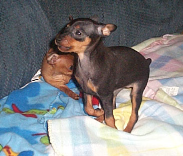 Miniature Pinscher