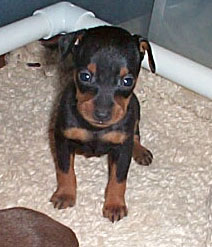 Miniature Pinscher pup