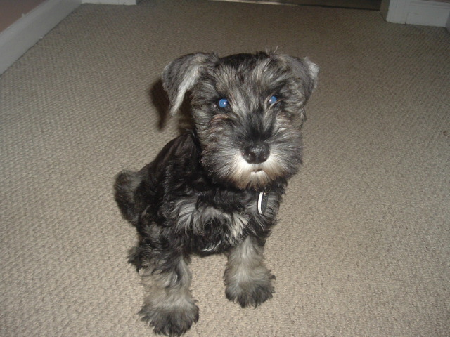 Chip, the Miniature Schnauzer