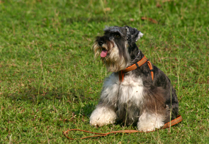 Miniature Schnauzer