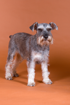 Miniature Schnauzer
