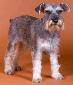 Miniature Schnauzer