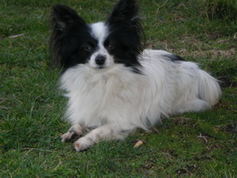 Nick Magic Sol Edo, the Papillon