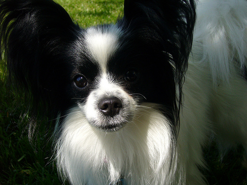 Dewey, the Papillon