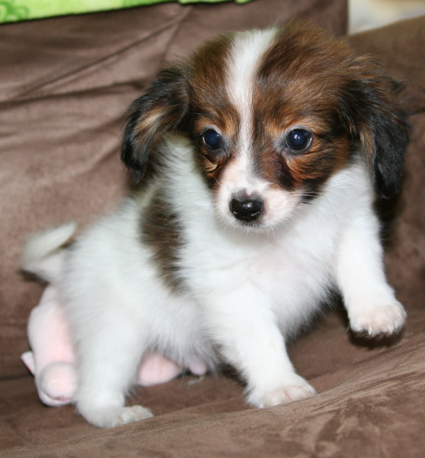Benji