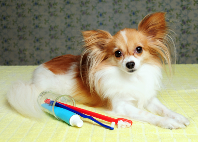 Papillon
