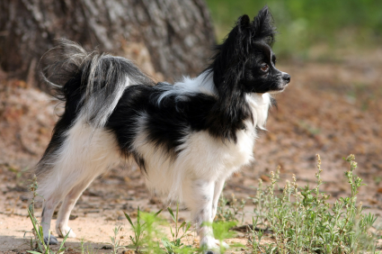 Papillon