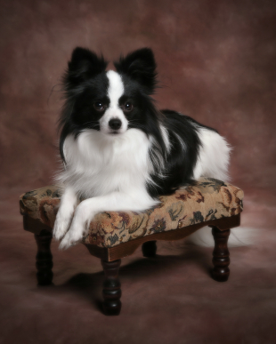 Papillon