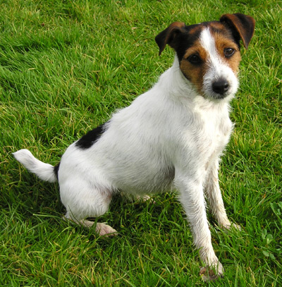 Parson Russell Terrier (Rough)