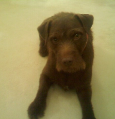 Pepper