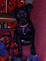 Patterdale Terrier