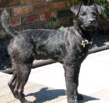 Patterdale Terrier