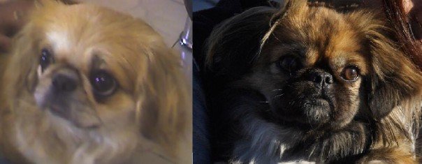 Pixie and Lisa, Pekingese