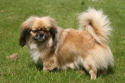Pekingese