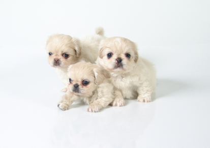 Pekingese