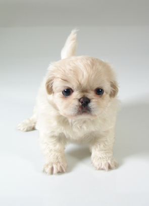 Pekingese