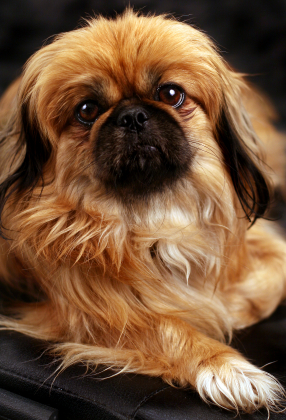 Pekingese