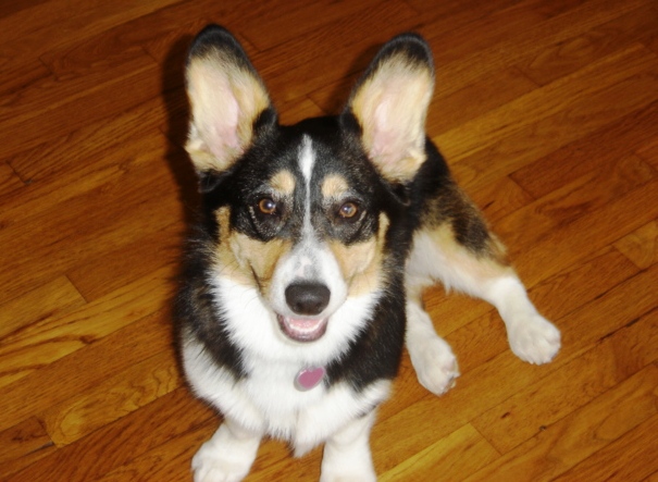 Sophie, the Pembroke Welsh Corgi