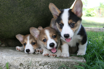 Pembroke Welsh Corgi pups